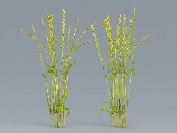 Rice Plant 3d model Rice Plant 3d model