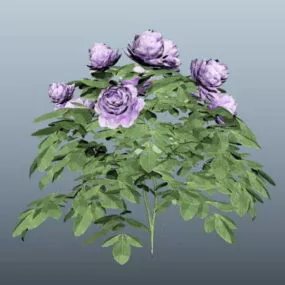 Purple Peony Plant 3d model