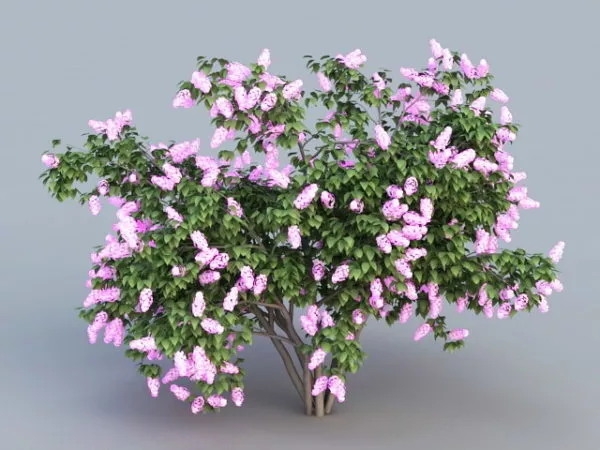 Purple Lilac Tree 3d model Purple Lilac Tree 3d model