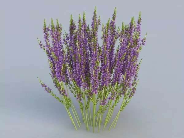Heather Flower 3d model Heather Flower 3d model
