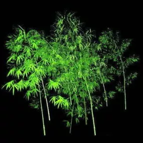 Outdoor Bamboo Plants 3d model