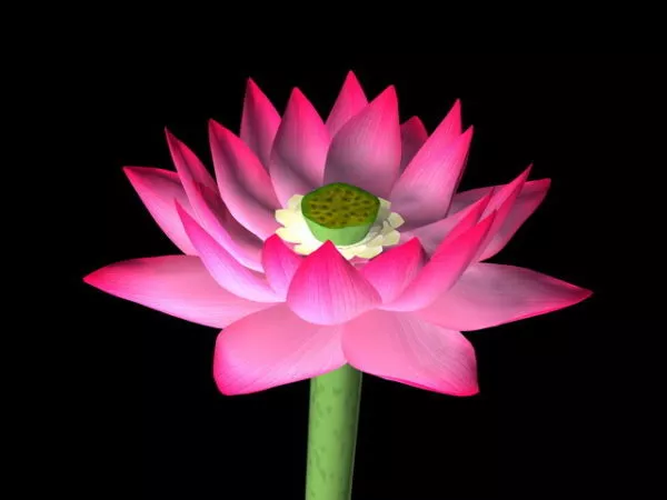 Beautiful Lotus Flower 3d model Beautiful Lotus Flower 3d model