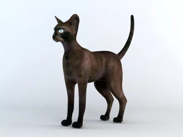 Cat On Pumkin 3d model