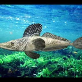 Southern Ocean Icefish 3d model