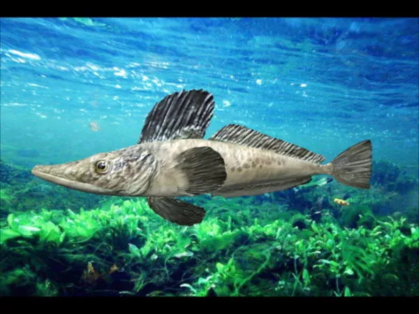 Southern Ocean Icefish 3d model Southern Ocean Icefish 3d model