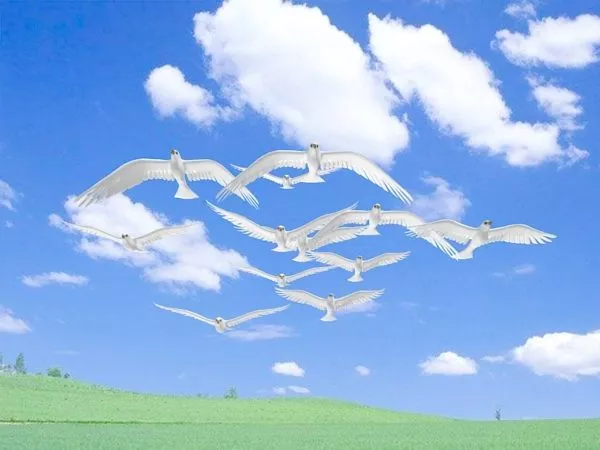 Flying Dove Animation 3d model Flying Dove Animation 3d model