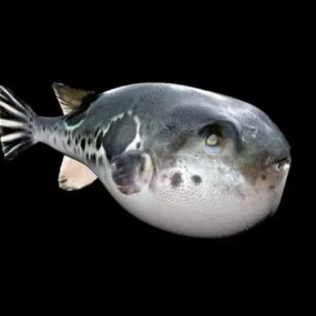 Puffer Fish 3d model
