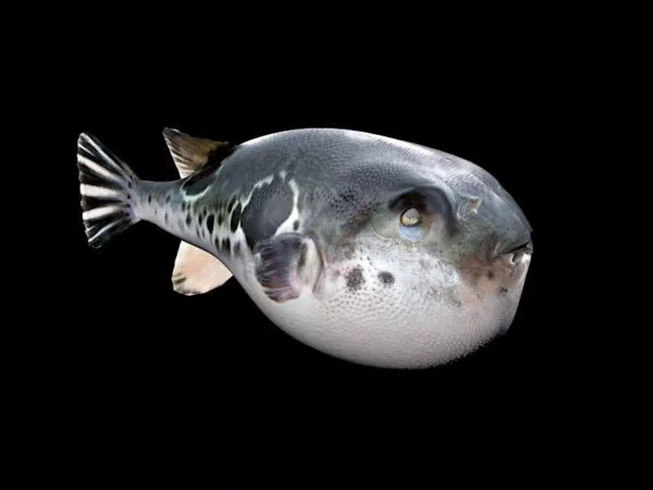 Puffer Fish 3d model Puffer Fish 3d model