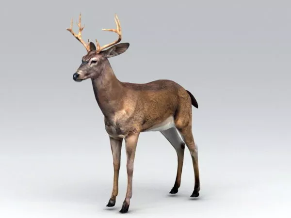 Roebuck Deer 3d model
