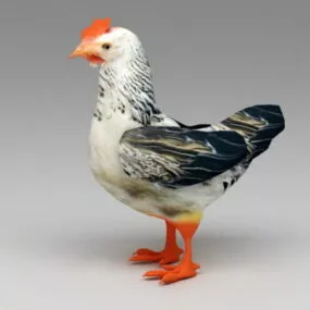 Brahma Hen Rig 3d model