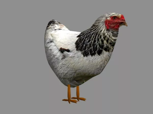 Egg With Chicken 3d model