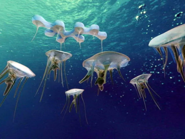 Underwater Jellyfish 3d model Underwater Jellyfish 3d model