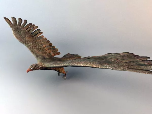 Falcon Bird Rig 3d model Falcon Bird Rig 3d model