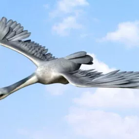 Wild Goose 3d model