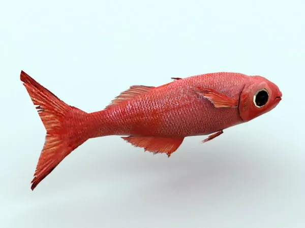 Red Fish 3d model Red Fish 3d model