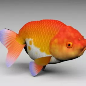 Lionhead Goldfish 3d model