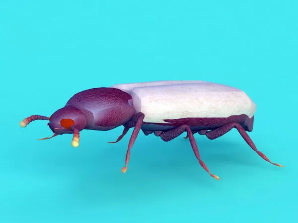 Stag Beetle 3d model Stag Beetle 3d model
