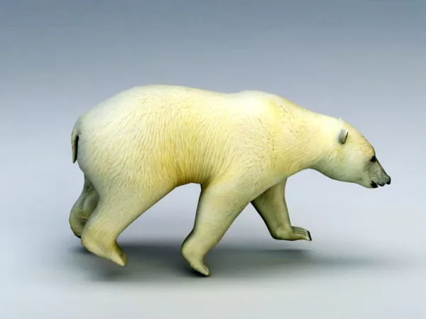 Polar Bear 3d model Polar Bear 3d model