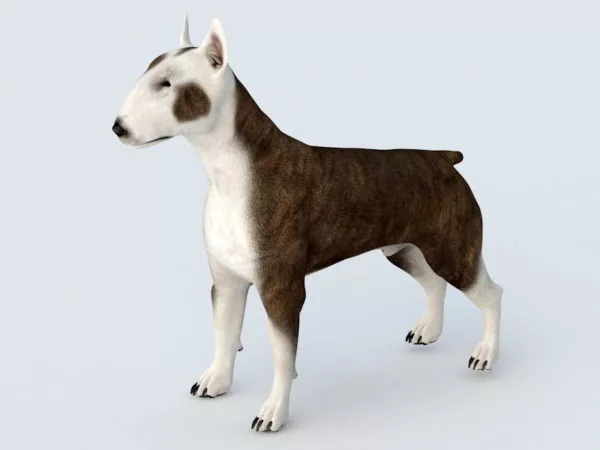 Bull Terrier Dog Rig 3d model Bull Terrier Dog Rig 3d model