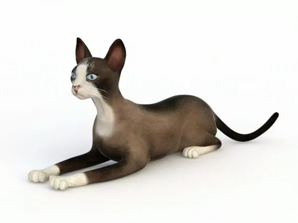 Snowshoe Cat 3d model Snowshoe Cat 3d model