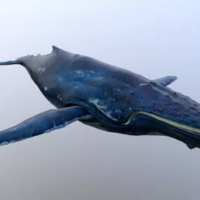 Baleen Whale 3d model