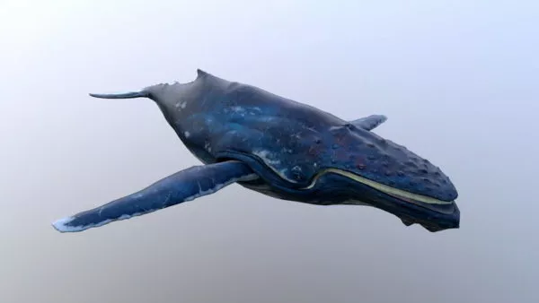 Giant Sea Humpback Whale 3d model
