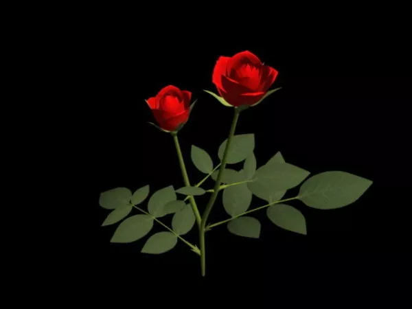 Red Rose Flowers 3d model Red Rose Flowers 3d model