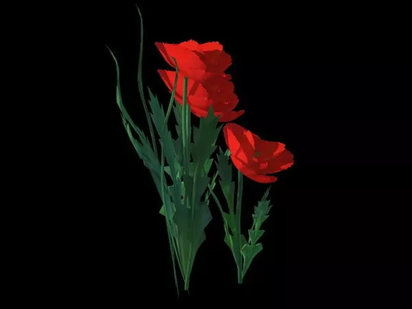 Red Poppies Flowers 3d model Red Poppies Flowers 3d model