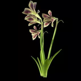 Hippeastrum Papilio 3d model