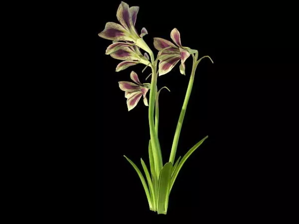Hippeastrum Papilio 3d model Hippeastrum Papilio 3d model
