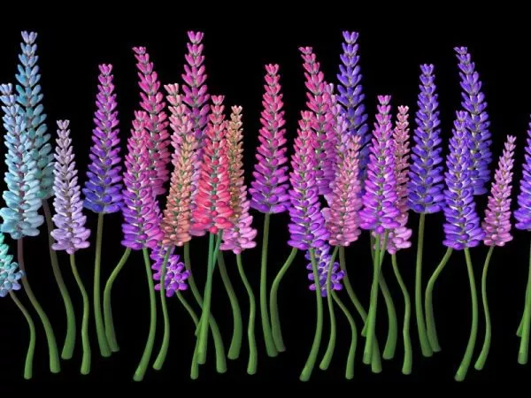Lavender Flowers 3d model Lavender Flowers 3d model