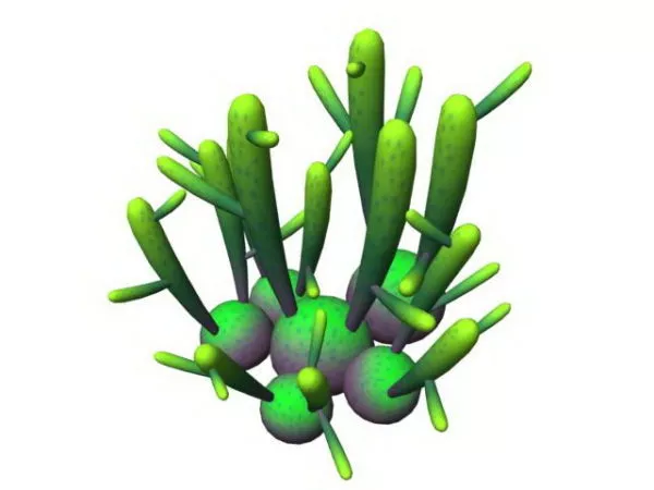 Coral Jade Succulent 3d model Coral Jade Succulent 3d model