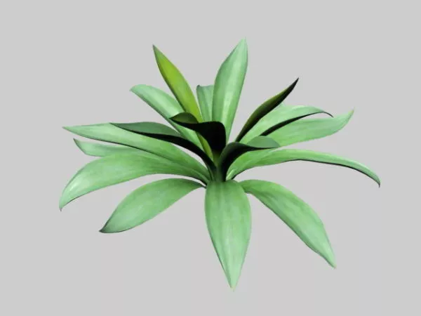 Agave Century Plant 3d model Agave Century Plant 3d model
