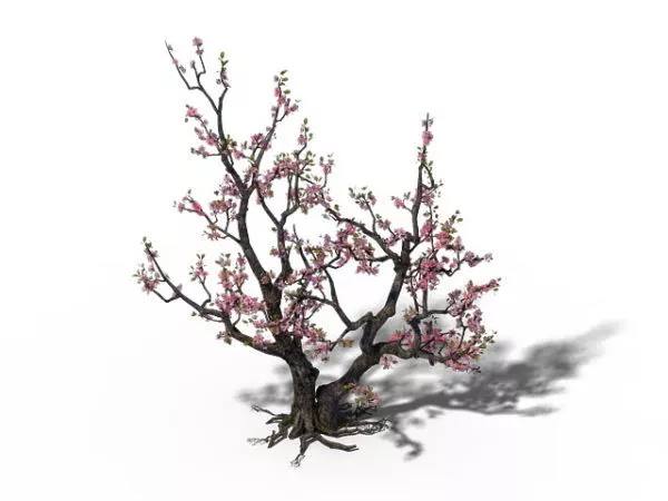 Peach Tree Blossoms 3d model Peach Tree Blossoms 3d model