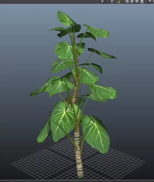 Giant Philodendron Plant 3d model Giant Philodendron Plant 3d model