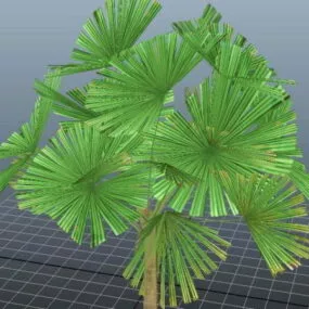 Mangrove Fan Palm 3d model