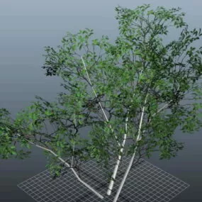 Ficus Trees 3d model