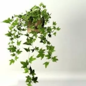 Ivy Plants 3d model