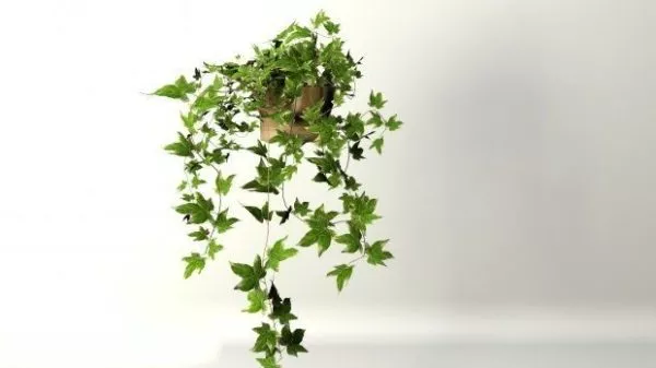 Ivy Plants 3d model Ivy Plants 3d model