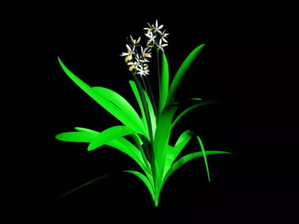 Ground Orchids Plants 3d model Ground Orchids Plants 3d model