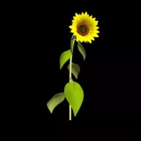 Sunflower Plant 3d model