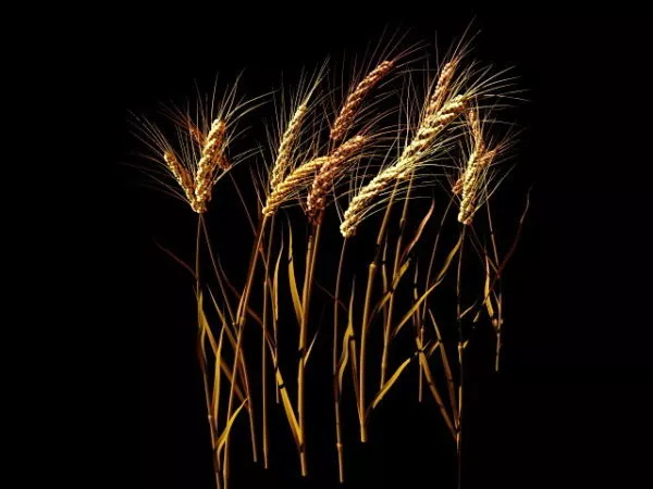 Wheat Stalk 3d model Wheat Stalk 3d model