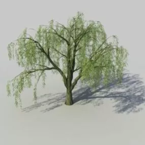 Salix Willow Tree 3d model