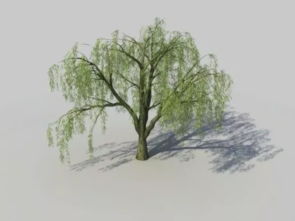Salix Willow Tree 3d model Salix Willow Tree 3d model