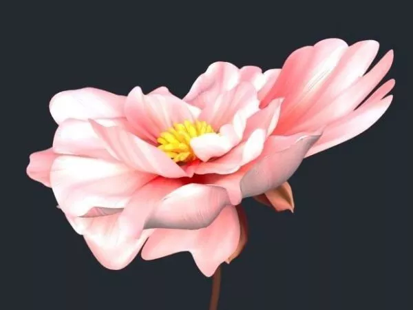 Big Pretty Flower 3d model Big Pretty Flower 3d model