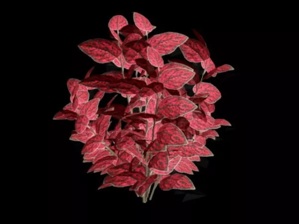 Monrovia Shrub Plant 3d model