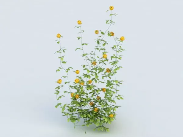 Yellow Flower Shrub 3d model Yellow Flower Shrub 3d model