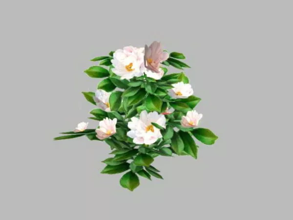 White Camellia Flower 3d model White Camellia Flower 3d model