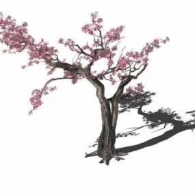 Old Plum Tree 3d model