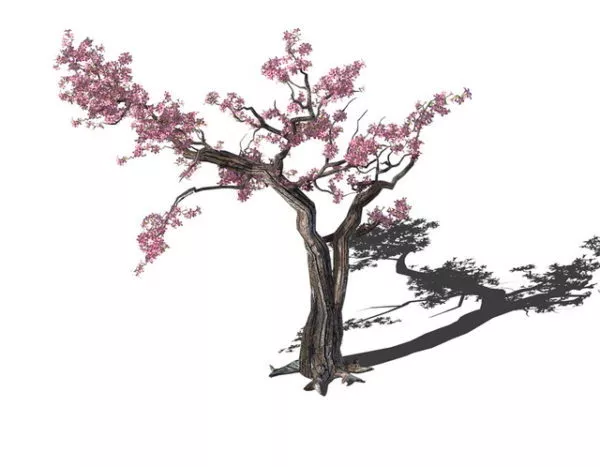 Old Plum Tree 3d model Old Plum Tree 3d model